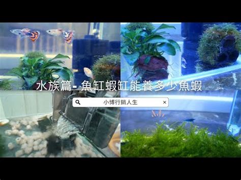 家裡魚缸數量